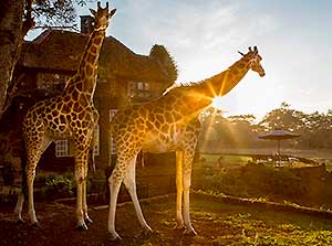 Visit Kenya - Your Travel Guide on Kenya and Safari Bookings